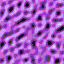 lavender.gif