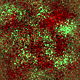 olivered_paper.gif