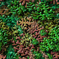 coral1.gif