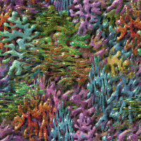 coral2.gif