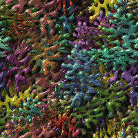 coral3.gif