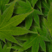 maple1.gif