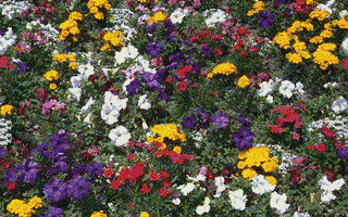 flowrs01.gif