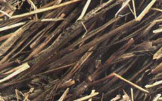 nature06.gif
